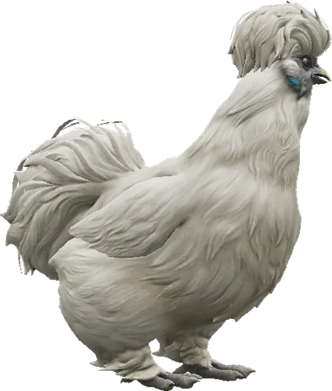 Silkie Branca