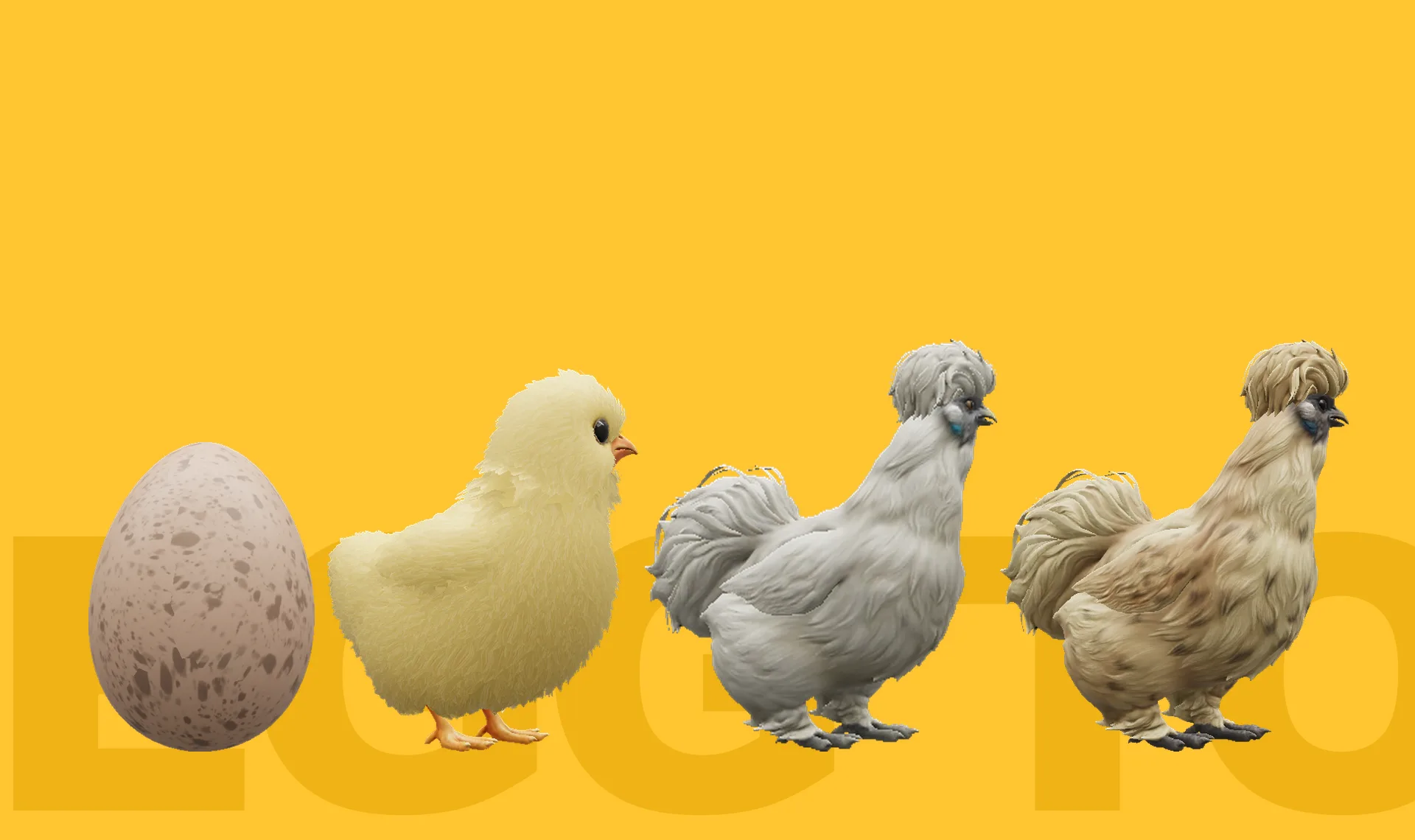 The CS2 chicken from egg to hen: the egg, the chick, a pullet and a Silkie hen