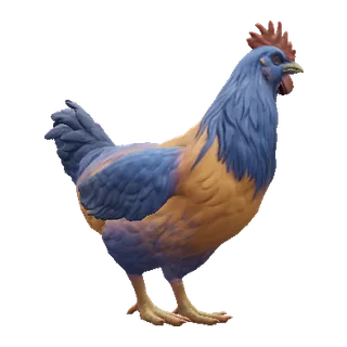 Orange Blue Neck