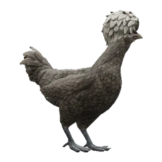 Black with White Head