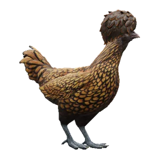 Brown with Black Wing Tips