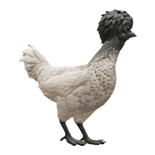 White Black Head